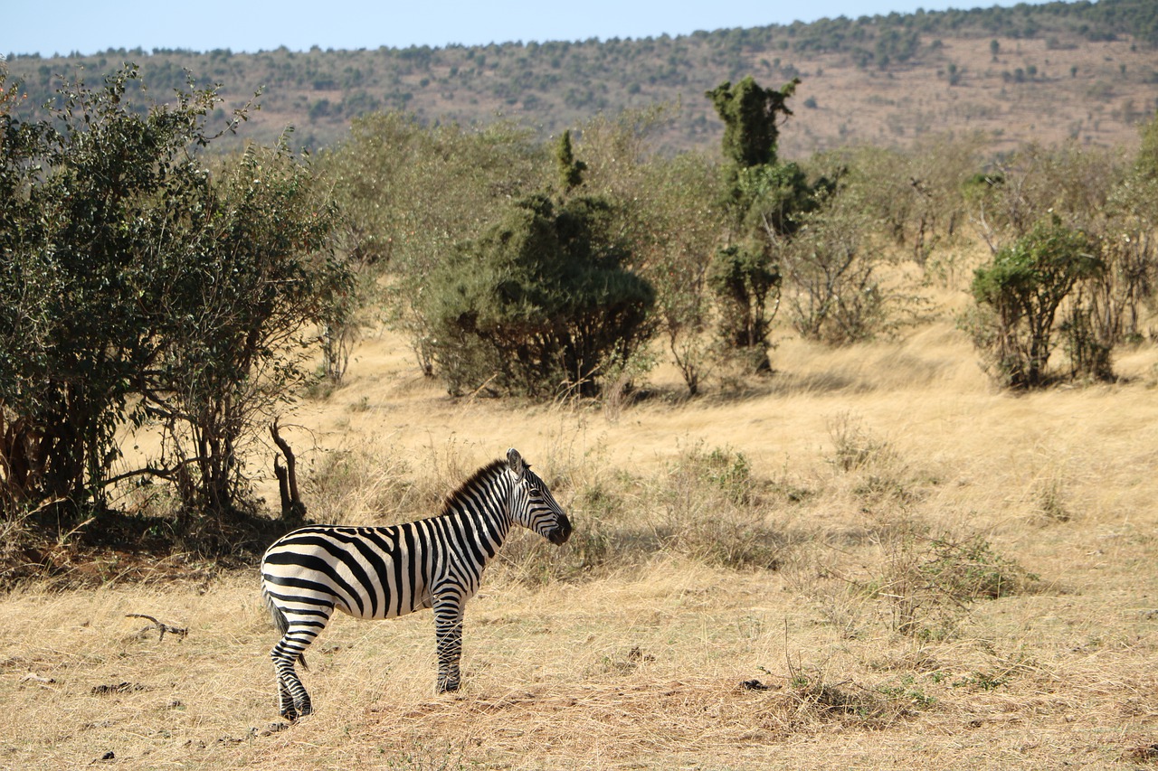 Tanzania Wildlife Safaris 