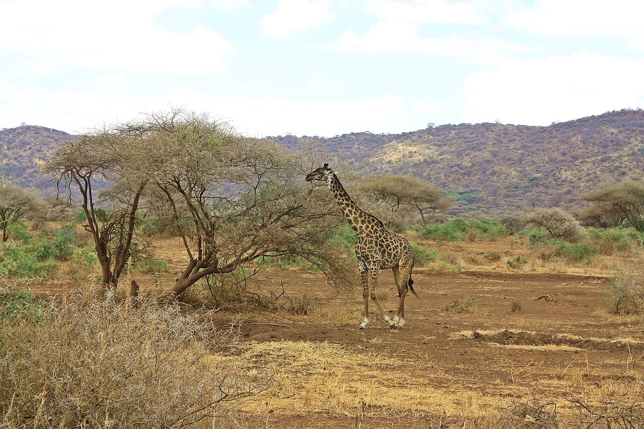 2 days Tanzania safari