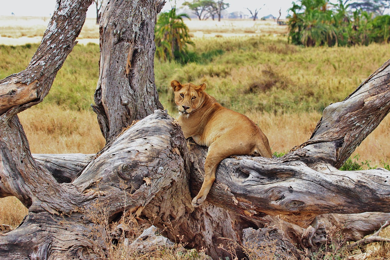 6 days Tanzania safari