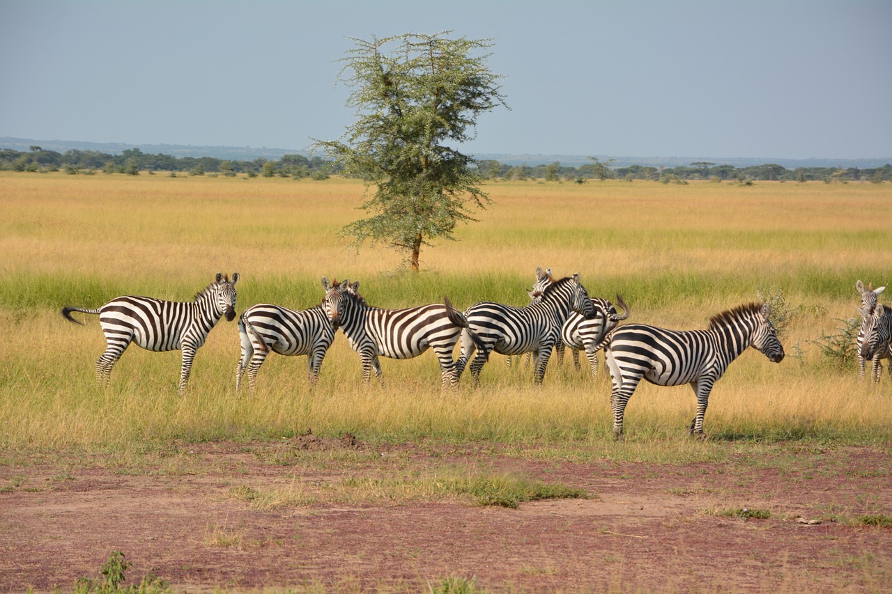 7 days Tanzania safari