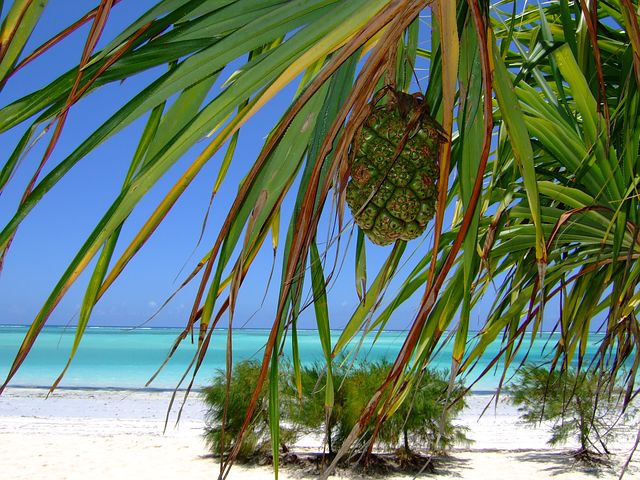 Visit  zanzibar beach