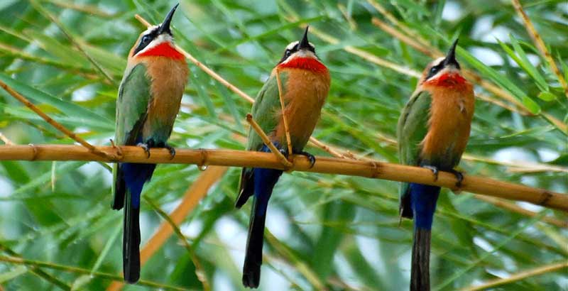 Kitulo National Park